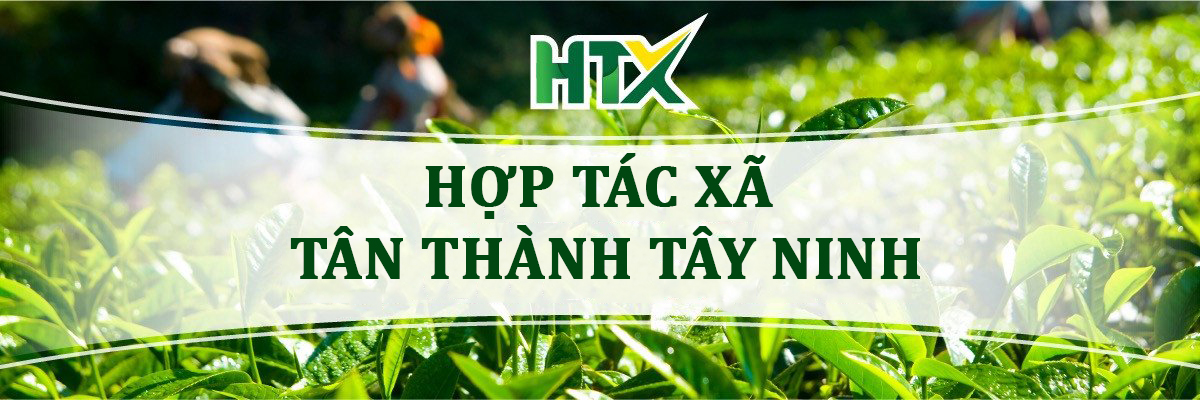 Hop Tac Xa Tan Thanh Tay Ninh 1